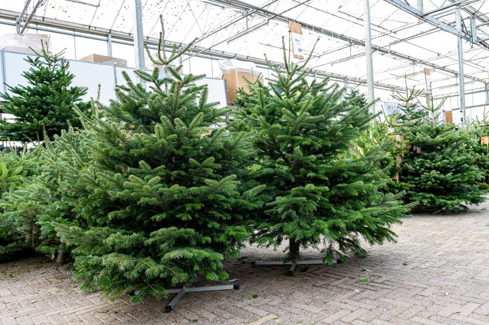 Kerstboom