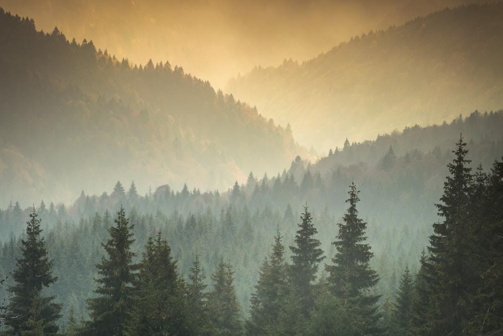 Wild Transylvania
