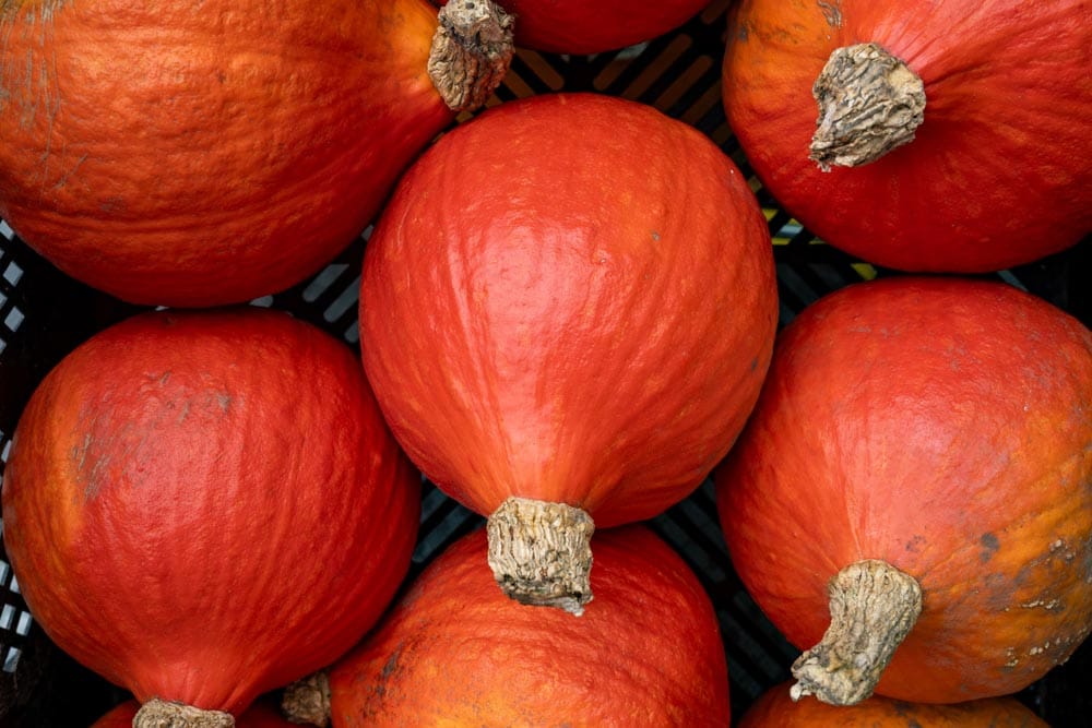 Pompoenen