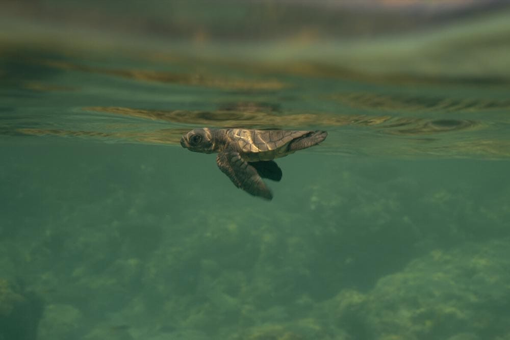 Turtlle Walker